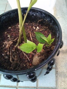 2010-05-28-16-04-55